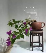 紫砂壶里栽盆景