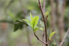 漫思浸悟——中国经典红茶之美