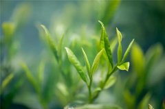 闻香识茶，绿茶香味物质的变化