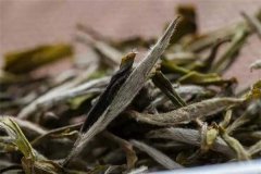 白茶的茶毫里，都藏着什么？