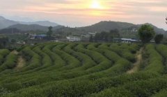 福建福安生产什么茶叶？