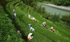 四川3岁女孩帮妈妈采茶叶动作娴熟！采茶需要注