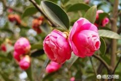中华蜜蜂能采茶叶花的蜜吗？是否会中毒？