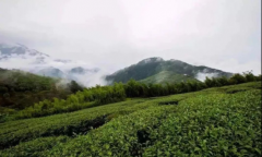 台湾高山茶的品质为什么好？